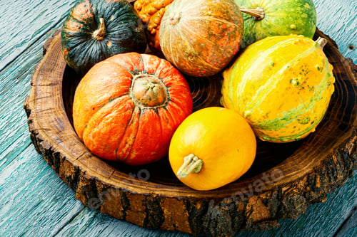 Preview: Big Set Of Autumn Pumpkins.Autumn Symbol In Wooden Tray