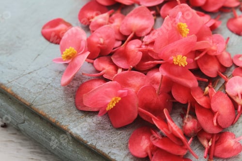 Vista previa: Decoración de flor de manzana