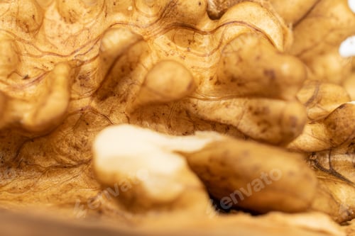 Preview: One Piece Of Fresh Brown Walnut Macro Isolated On White Background