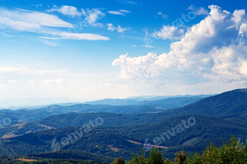 Preview: Pine Tree Forest