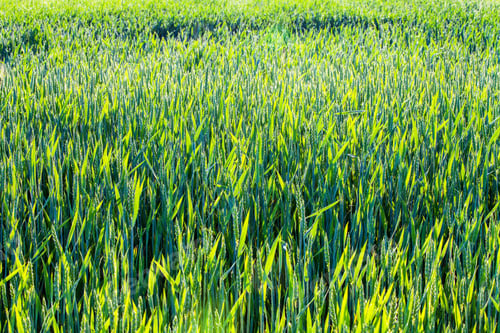 Preview: Ripe Wheat At Sunset.