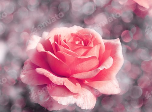 Preview: Rose Flower Background Love Wedding Card With Blurs Lights