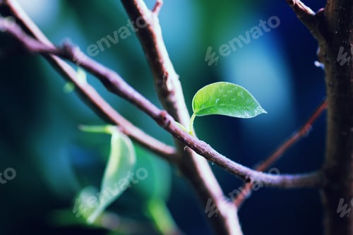 Preview: New Leaf On A Branch