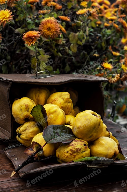 Preview: Juicy,Ripe Quince Fruit On Wooden Top