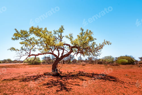 Preview: Crooked Old Tree In Western Australia Outback Growing Alone In The Bushland. Red Desert And Dry