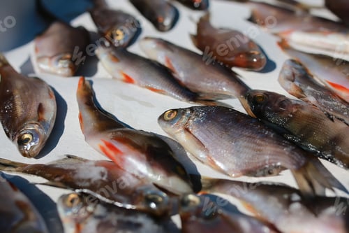 Preview: Small Fish On Table