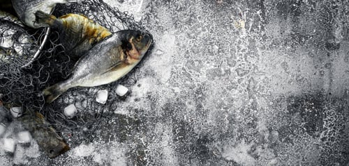 Preview: Fresh Unprepared Dorado Fish In An Old Bucket With Fishing Net. On A Rustic Background.