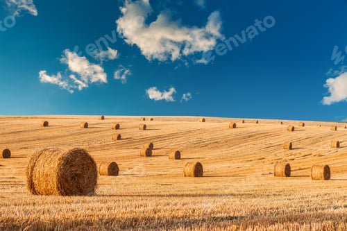 Preview: Wheat Field After Harvest With Straw Bales At Sunset