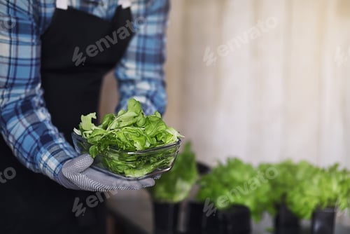 Preview: Bearded Man In Apron And Gloves Holds A Bowl Of Fresh Green Salad