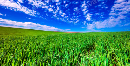Preview: Green Field And Beautiful Sunset