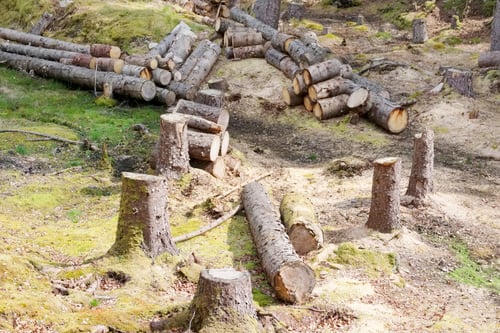 Preview: Chopped Wood Logs For Sale Use In Fire Place At Home Stored On Forest Woods Green Biomass Energy