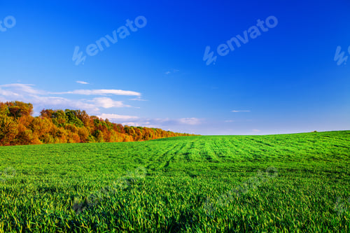 Preview: Green Field And Beautiful Sunset