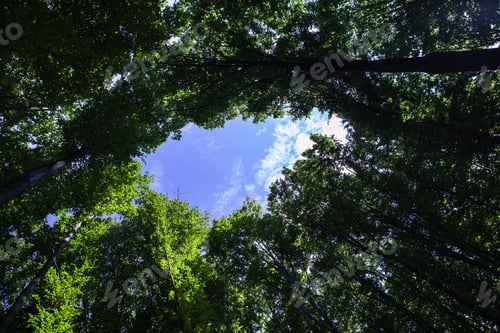 Preview: Forest Trees Nature Green Wood Sunlight Backgrounds