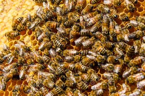Preview: Bees On A Honeycomb. Apicultural Concept. Closeup