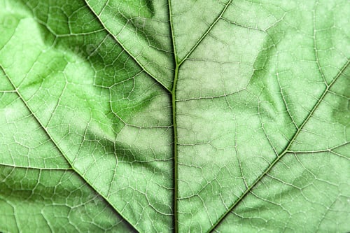Preview: Macro Green Leaves