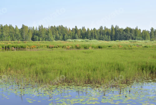 Preview: Wetland Lake Sestroretsky Razliv In Saint Petersburg, Russia.