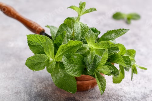 Preview: Fresh Green Organic Mint Close-Up. Selective Focus