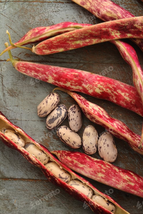 Preview: Fresh Raw Borlotti Beans