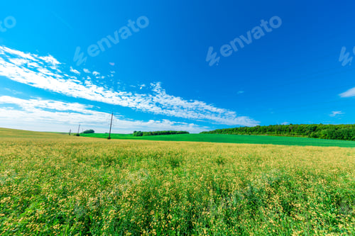 Preview: Green Field And Beautiful Sunset