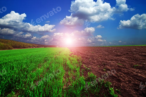 Preview: Green Field And Beautiful Sunset