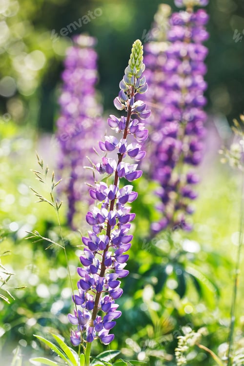 Preview: Wild Lupines