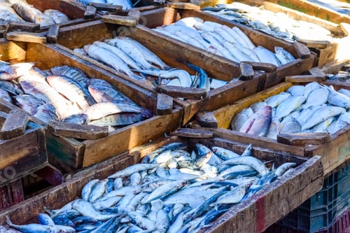 Preview: Different Fish On Fish Market In Hurghada City, Egypt