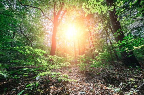 Preview: Beautiful Green Forest