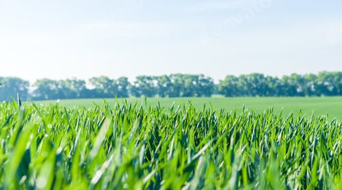 Preview: Green Field And Beautiful Sunset