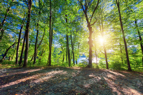 Preview: Beautiful Green Forest
