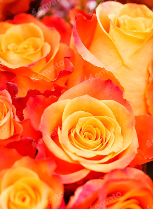 Close Up of Beautiful Roses with Orange Petals