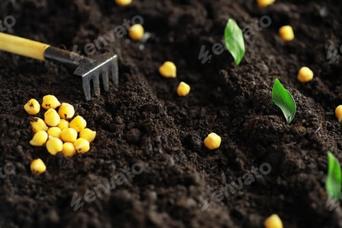 Preview: Seeds In The Ground. Seed Preparation For Planting In The Spring. Sprouts Of Seeds In The Ground.