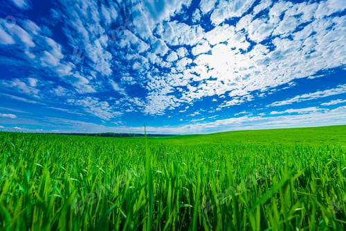 Preview: Green Field And Beautiful Sunset