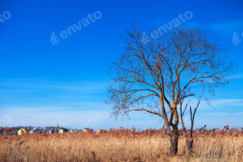 Preview: Beatiful Morning Green Field With Blue Heaven
