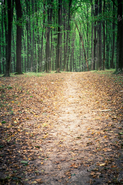 Preview: Beautiful Green Forest