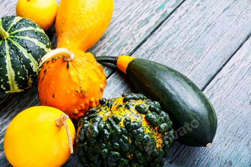 Preview: Autumn Still Life With Pumpkins On Wooden Background.Autumn Harvest.
