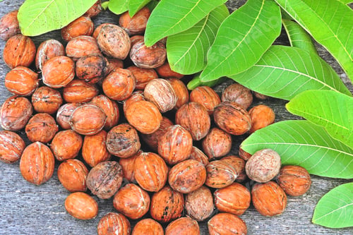 Preview: Fresh Walnuts In Shell. Walnut Leaves. Harvest Of Walnuts. Freshly Ripped Walnuts.