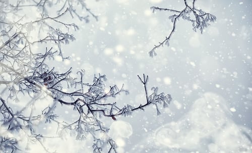 Preview: Winter Forest Landscape. Tall Trees Under Snow Cover. January Frosty Day In Park.