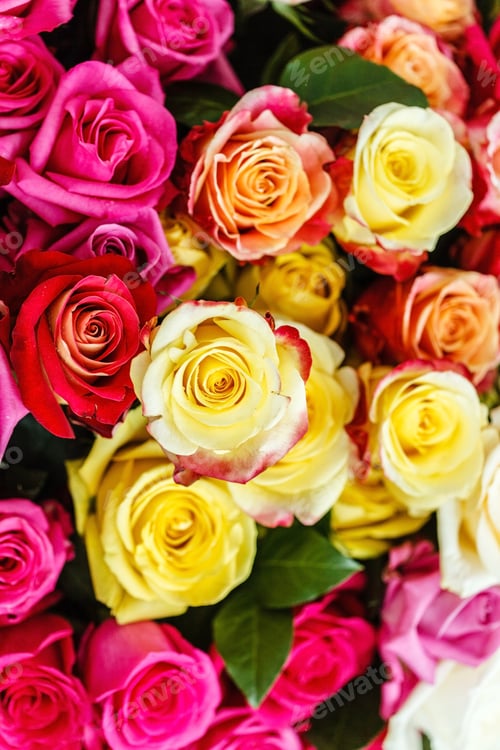 Preview: Nice Roses