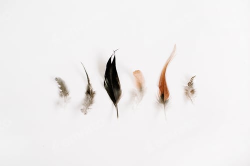 Preview: Pale Bird Feathers Background. Flat Lay, Top View