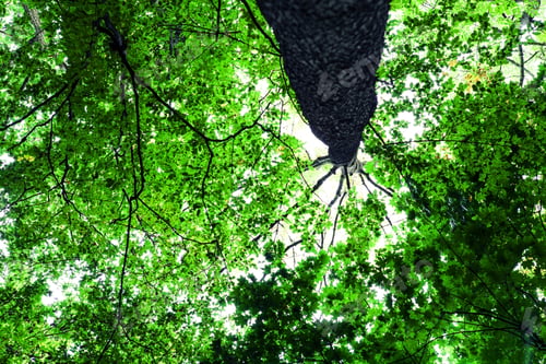 Preview: Forest Trees Nature Green Wood Sunlight Backgrounds