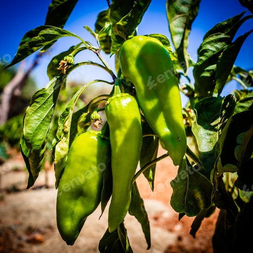 Preview: Ripe Green Pepper In Organic Garden