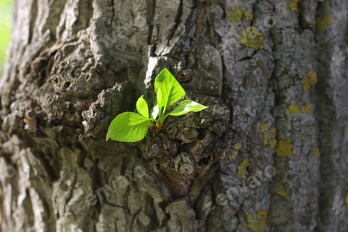 Preview: New Leaf On Tree