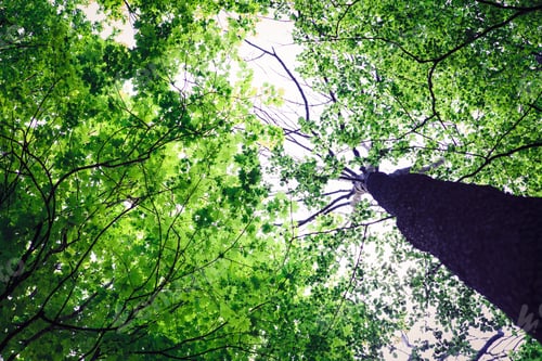 Preview: Forest Trees Nature Green Wood Sunlight Backgrounds