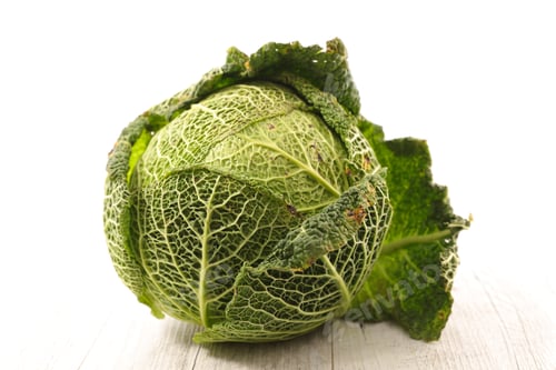 Preview: Cabbage
