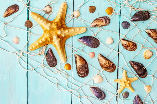 Preview: Seashells Summer Background. Lots Of Different Seashells Piled Together, Mussels, Starfish, Fishnet