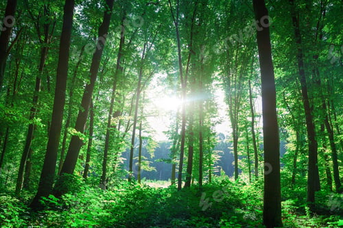 Preview: Beautiful Green Forest