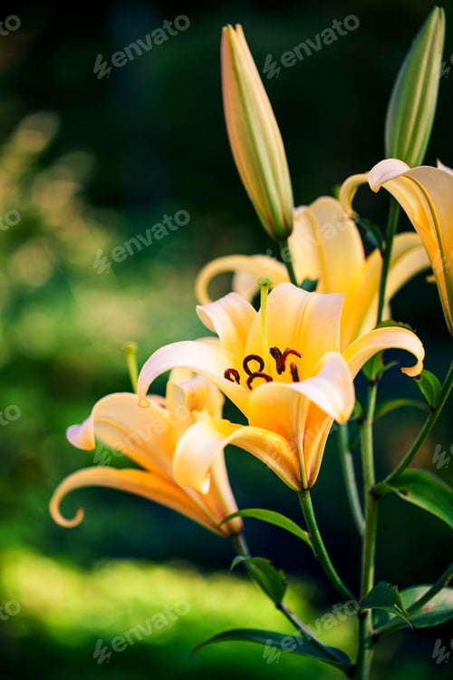 Preview: Yellow Lilies In The Keukenhof Park