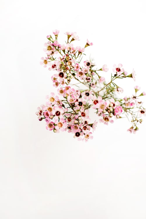 Preview: Wildflower Branch On White Background. View From Above.
