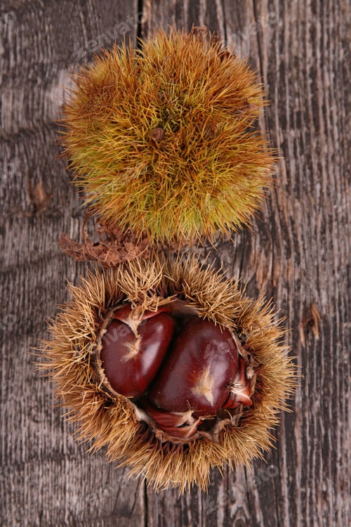 Preview: Chestnut