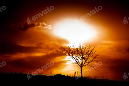 Preview: African Tree Sunset